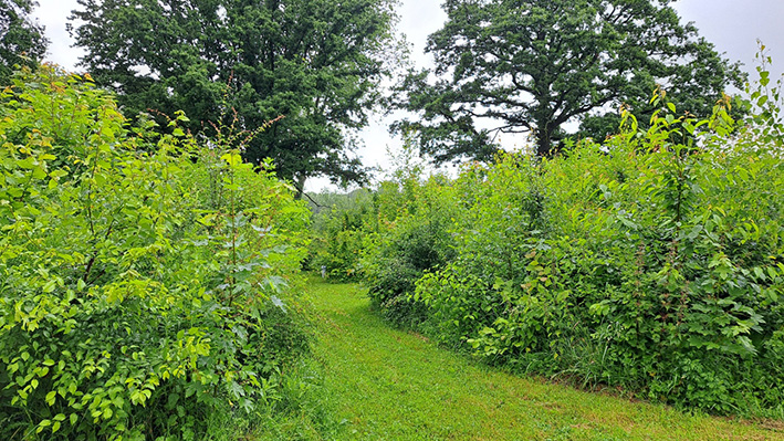 Forêt Miyawaki jardin particulier Mont Saint Aubert