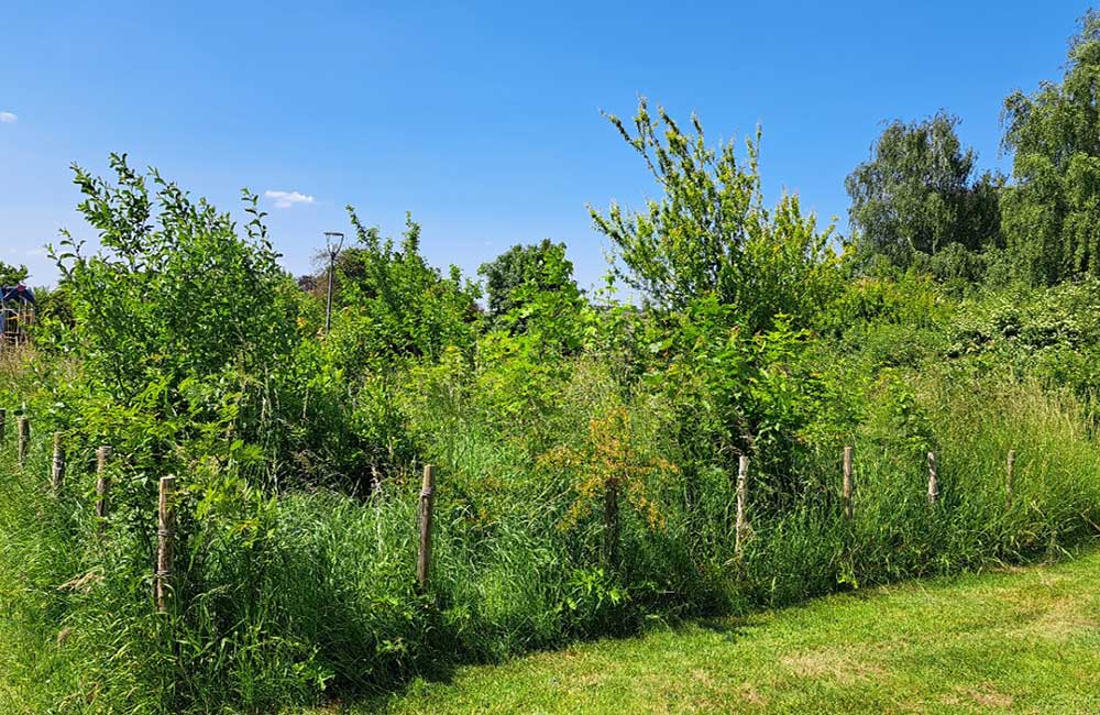 Microforêt Miyawaki à Gemboux