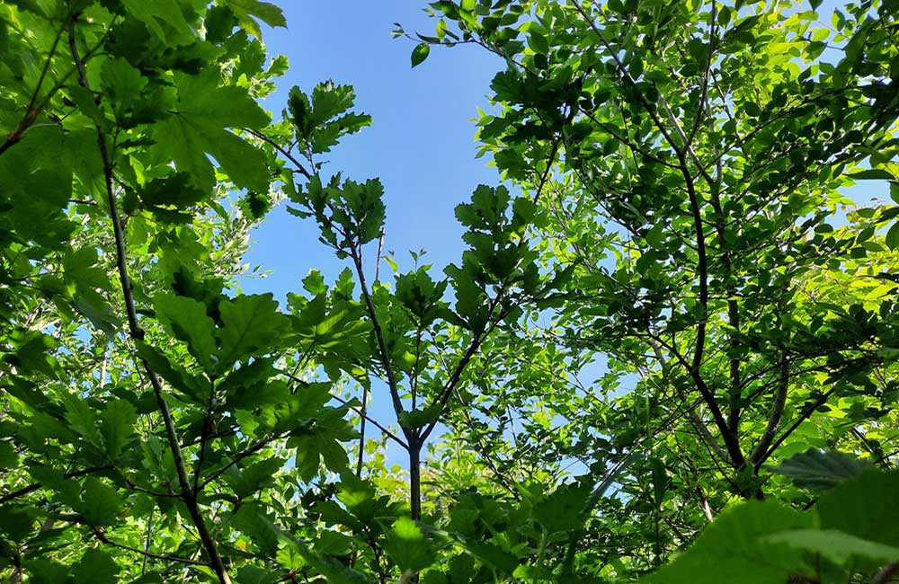 Urban-Forest-Microforet-Home-3 Evolution d'une forêt Miyawaki en quelques années