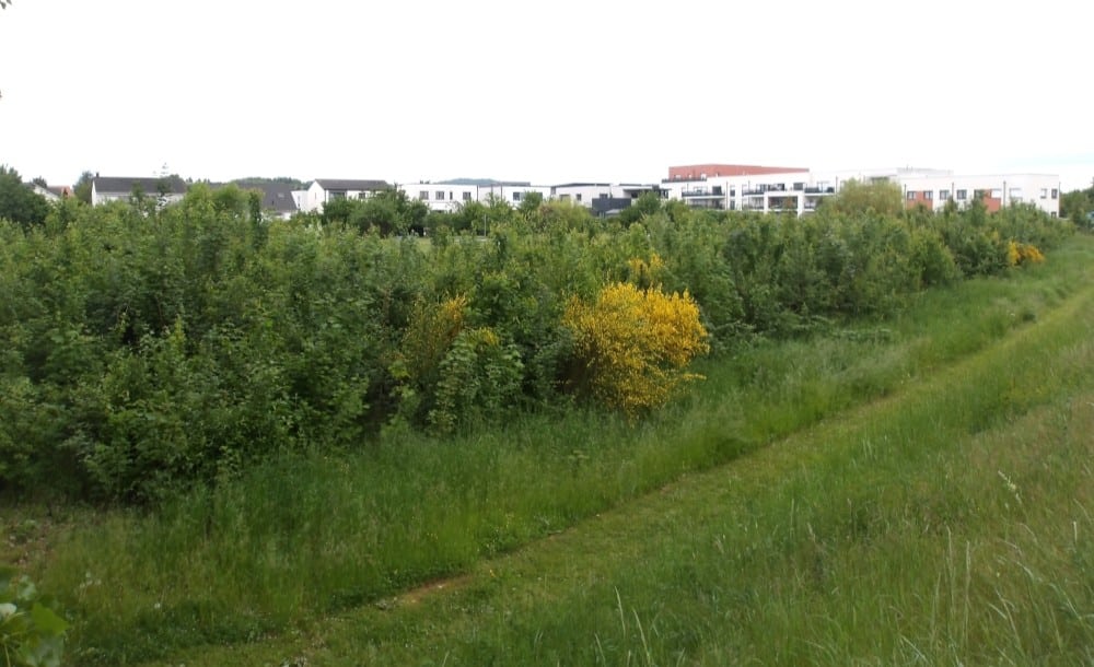 Urban-Forest-Avant-Apres-Microforet-Marly2