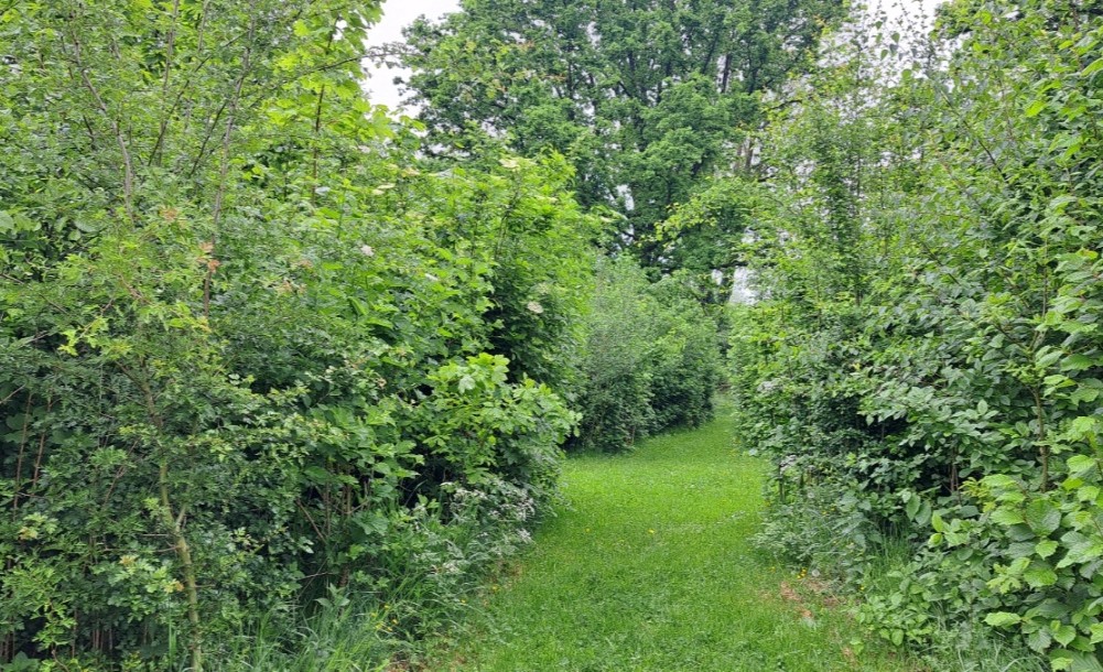 Urban-Forest-Avant-Apres-Microforet-Mont-Saint-Aubert2