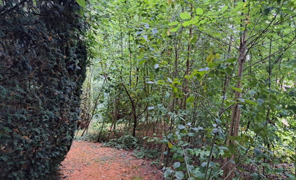 Urban-Forest-Avant-Apres-Microforet-PaoloSennes-2-juillet-25