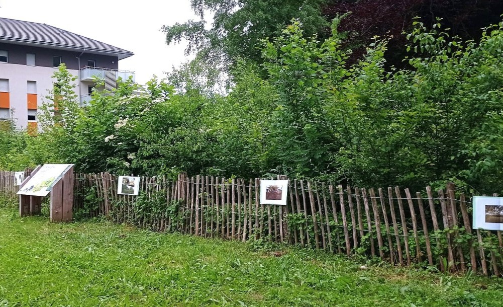 Urban-Forest-Avant-Apres-Microforet-Savoie Arbre Ville2