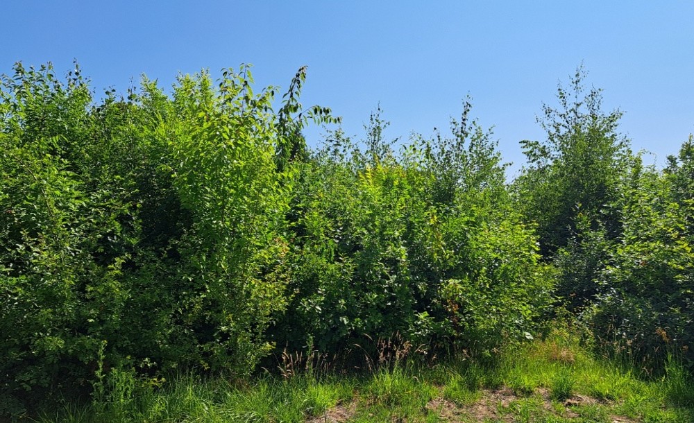 Urban-Forest-Avant-Apres-Microforet-Terra Nostra2