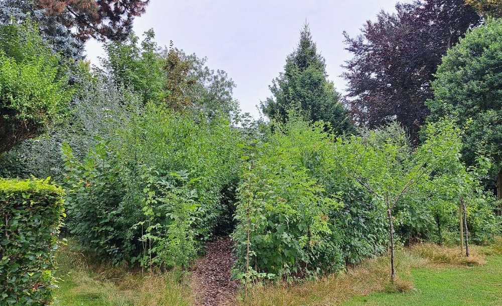 Urban-Forest-Avant-Apres-Microforet-jardin-particulier2
