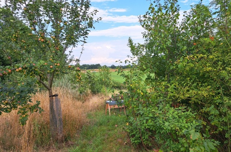 nouveau bassin dans un jardin écologique à Gedinne