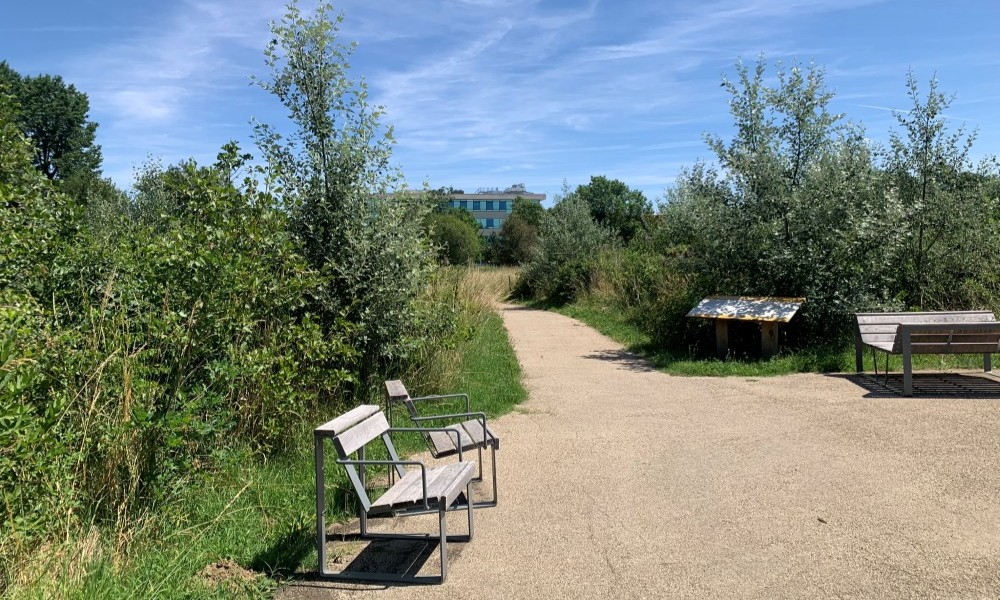Microforêt Miyawaki sur le campus Macif Niort