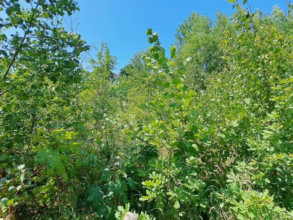 microforet miyawaki Urban Forests - 2
