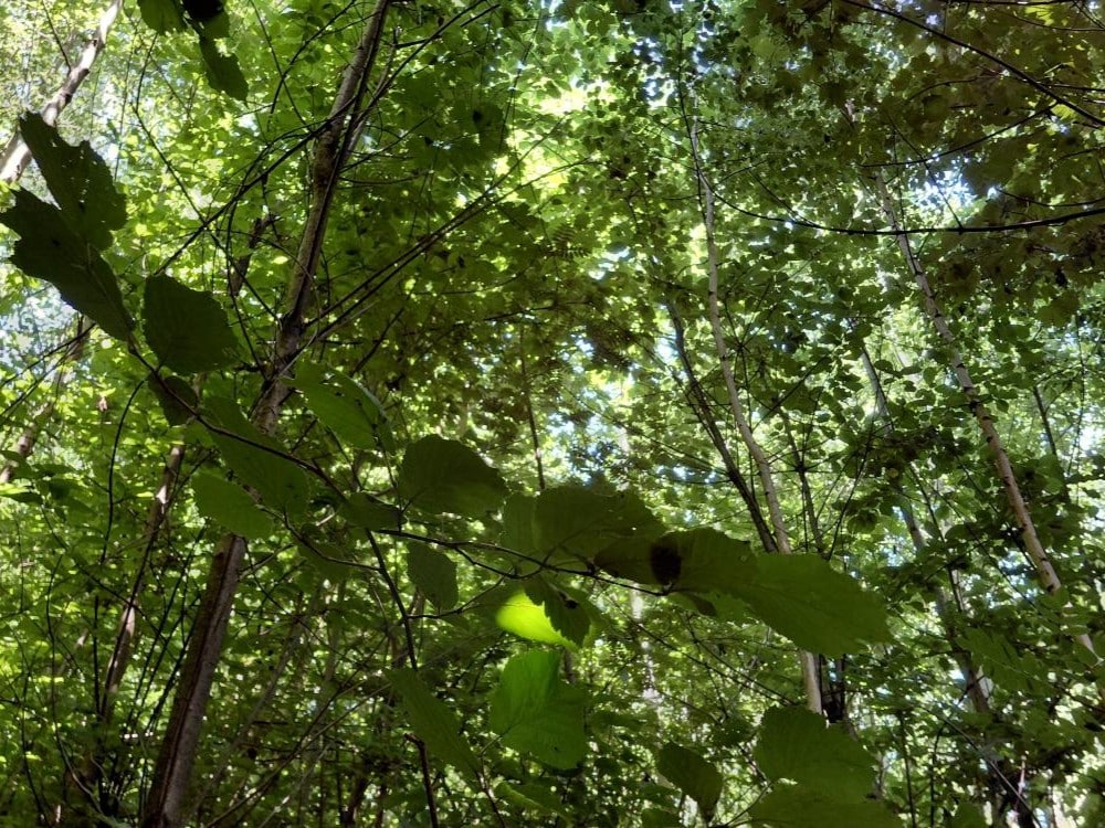 microforet miyawaki Urban Forests - 4